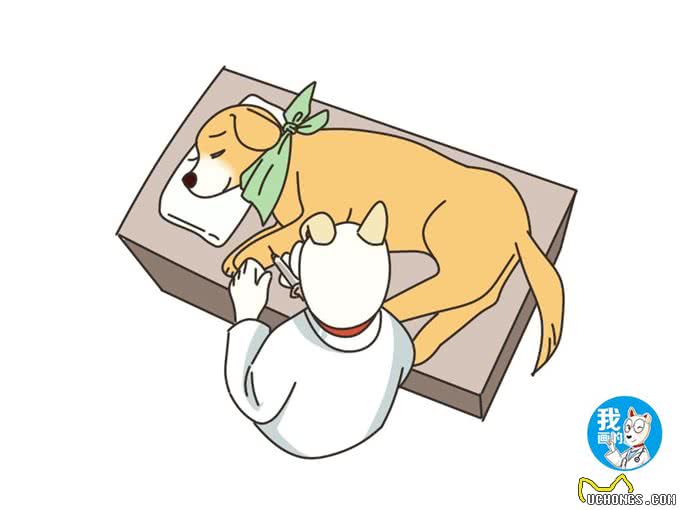 辟谣:老年犬精神差、易疲劳是正常现象?心力衰竭值得高度重视