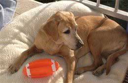 辟谣:老年犬精神差、易疲劳是正常现象?心力衰竭值得高度重视