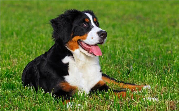 伯恩山犬，可以跟萨摩竞争微笑天使的温柔大个子!