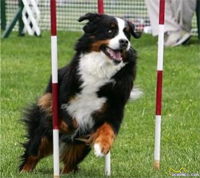 伯恩山犬，可以跟萨摩竞争微笑天使的温柔大个子!