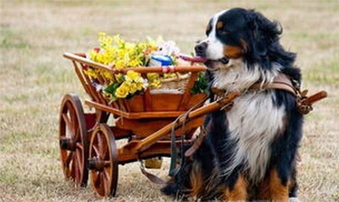 伯恩山犬，可以跟萨摩竞争微笑天使的温柔大个子!