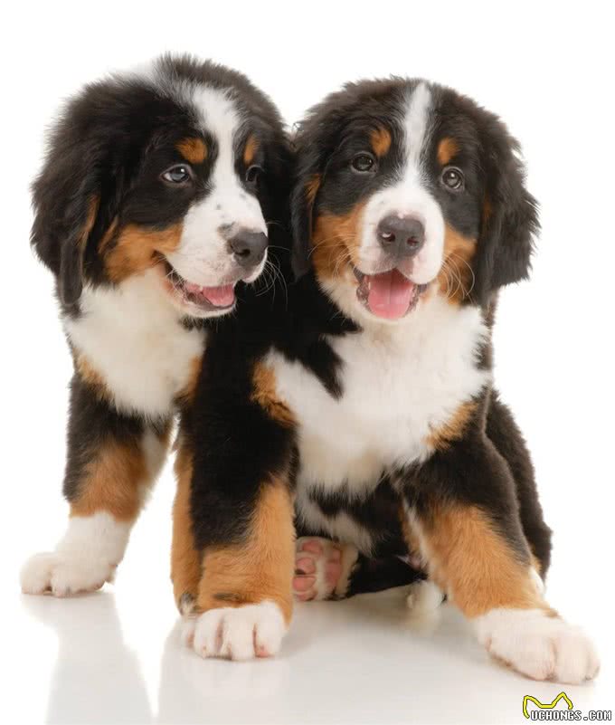 伯恩山犬，可以跟萨摩竞争微笑天使的温柔大个子!
