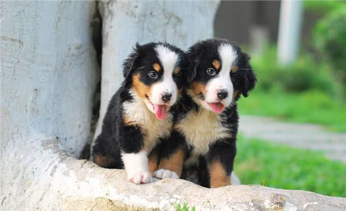 伯恩山犬，可以跟萨摩竞争微笑天使的温柔大个子!