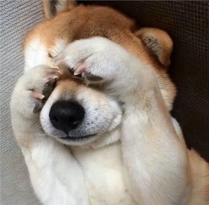 狗狗也会有大姨妈?这些护理知识，宠主千万要知道!