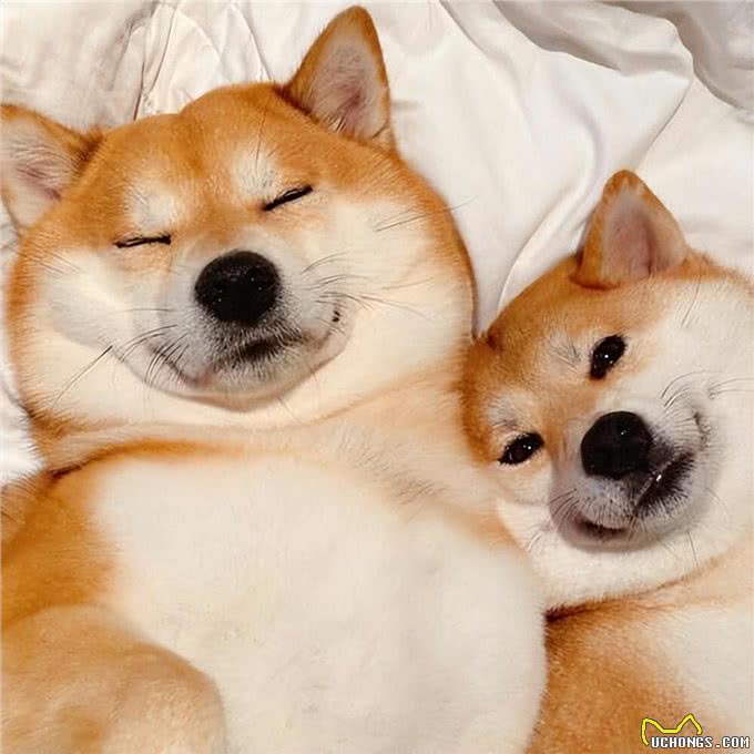 狗狗也会有大姨妈?这些护理知识，宠主千万要知道!
