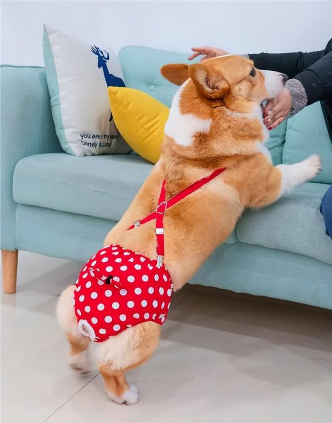狗狗也会有大姨妈?这些护理知识，宠主千万要知道!