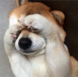 狗狗也会有大姨妈?这些护理知识，宠主千万要知道!