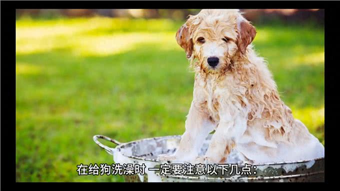 狗狗应该多久洗一次澡!