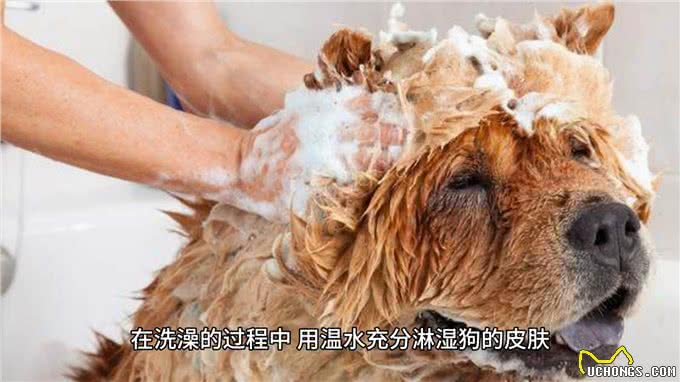 狗狗应该多久洗一次澡!