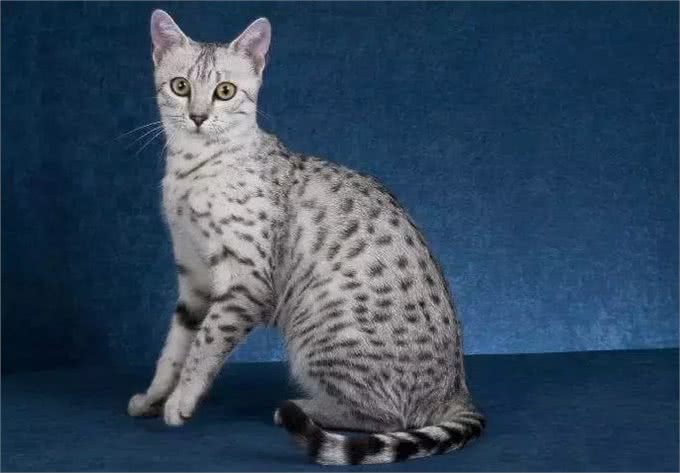 据说这9个品种的猫咪寿命最长，快来看看有没有你家的小可爱呢?