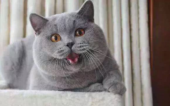 据说这9个品种的猫咪寿命最长，快来看看有没有你家的小可爱呢?