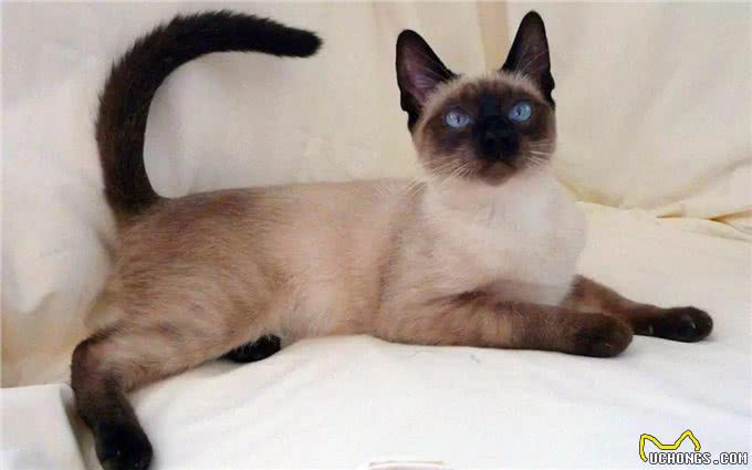 据说这9个品种的猫咪寿命最长，快来看看有没有你家的小可爱呢?