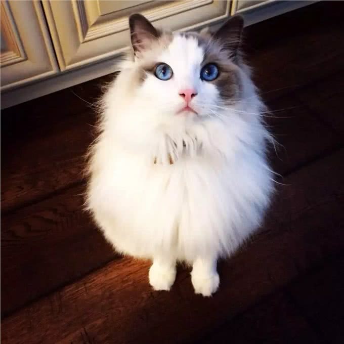 据说这9个品种的猫咪寿命最长，快来看看有没有你家的小可爱呢?