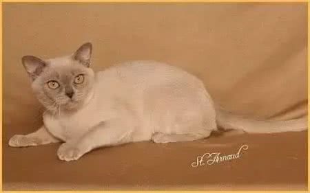 据说这9个品种的猫咪寿命最长，快来看看有没有你家的小可爱呢?