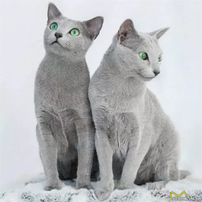 据说这9个品种的猫咪寿命最长，快来看看有没有你家的小可爱呢?