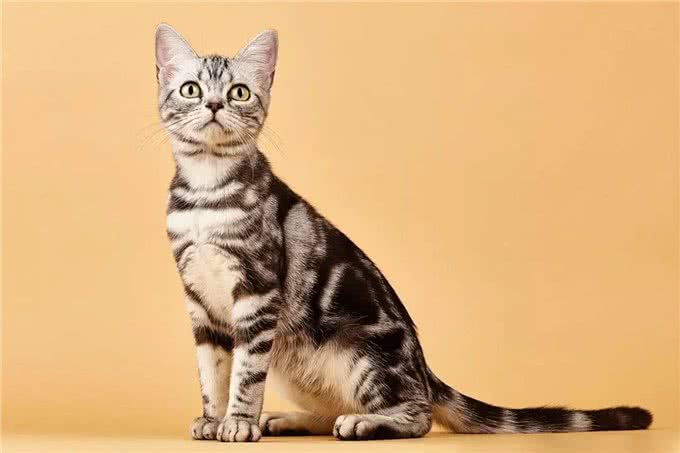 据说这9个品种的猫咪寿命最长，快来看看有没有你家的小可爱呢?