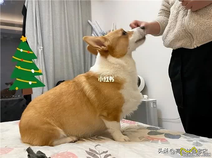 柯基狗饲养技巧全攻略