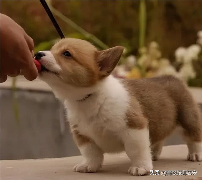 柯基狗饲养技巧全攻略