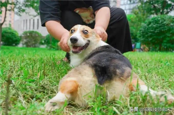 柯基狗饲养技巧全攻略