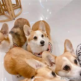 柯基狗饲养技巧全攻略