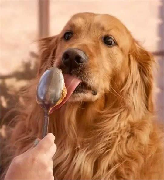 目睹狗狗吞下异物如何让它马上吐出来?