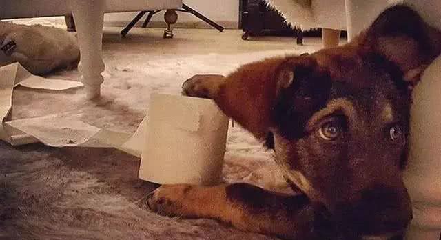 目睹狗狗吞下异物如何让它马上吐出来?