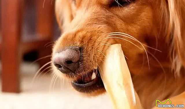 目睹狗狗吞下异物如何让它马上吐出来?