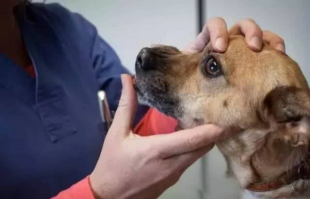目睹狗狗吞下异物如何让它马上吐出来?