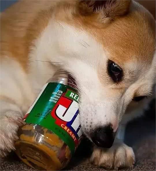 目睹狗狗吞下异物如何让它马上吐出来?