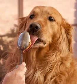 目睹狗狗吞下异物如何让它马上吐出来?