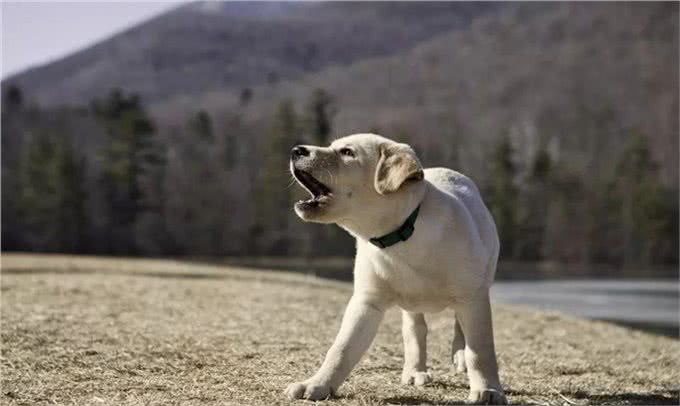 八个技巧让您告别幼犬无休止的吠叫声