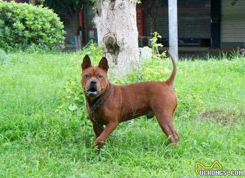 中国八大猎犬，你知道几个