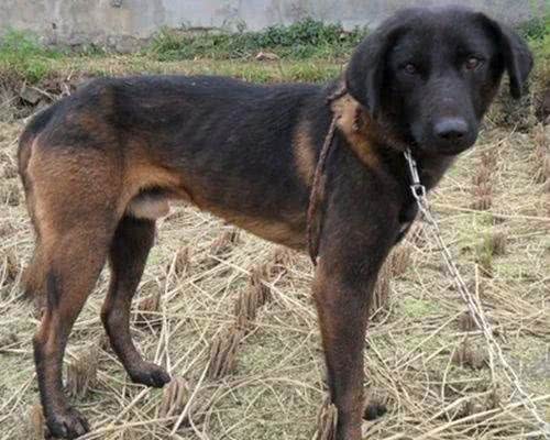中国八大猎犬，你知道几个