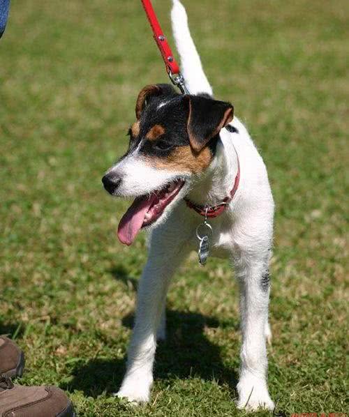 中国八大猎犬，你知道几个
