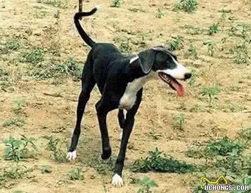 中国八大猎犬，你知道几个