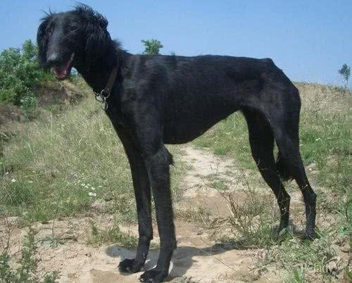 中国八大猎犬，你知道几个
