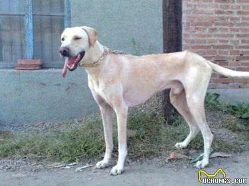 中国八大猎犬，你知道几个