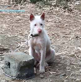 中国八大猎犬，你知道几个