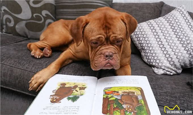 天生怪牙怪我咯,我也想做一个安静的软妹子—怪兽波尔多犬