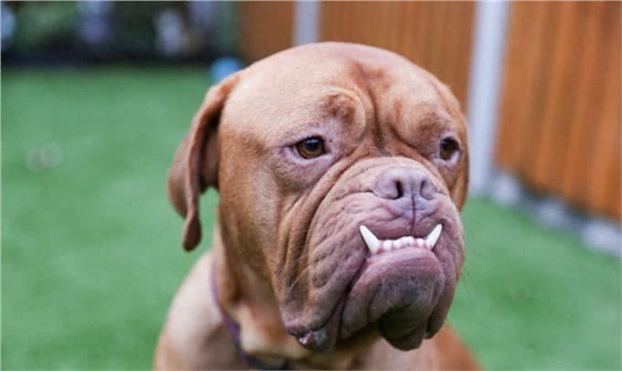 天生怪牙怪我咯,我也想做一个安静的软妹子—怪兽波尔多犬