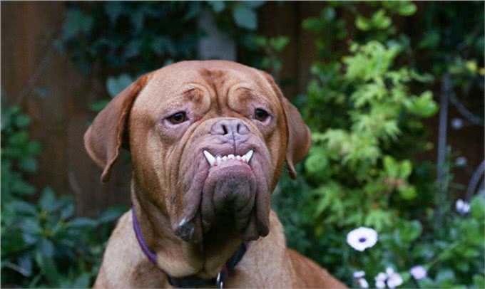 天生怪牙怪我咯,我也想做一个安静的软妹子—怪兽波尔多犬