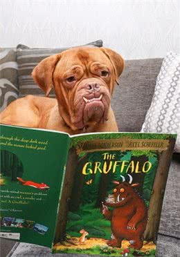 天生怪牙怪我咯，我也想做一个安静的软妹子—怪兽波尔多犬