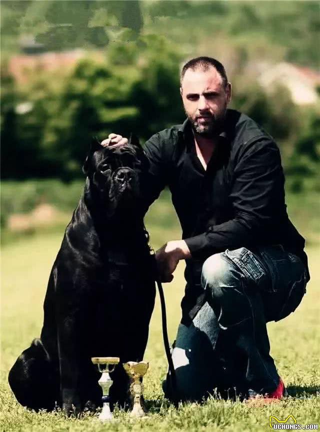 猛犬界的黑话你都掌握了吗?