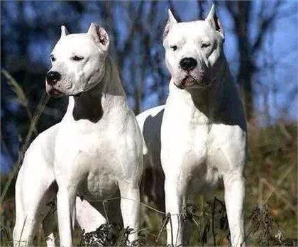 猛犬界的黑话你都掌握了吗?