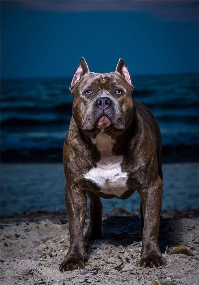 比特犬这么能打，不知道智商怎么样呢?