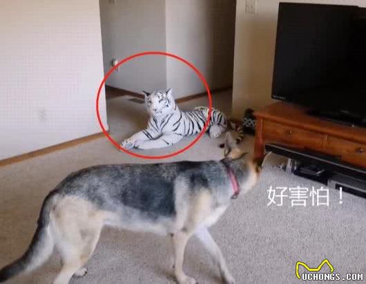 德牧被老虎盯着，吓得回头就跑，主人无奈:胆子太小了吧