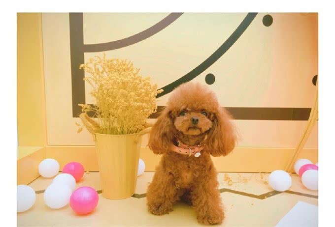 教你怎么给泰迪狗狗去除牙结石，这样做可以省几百块钱