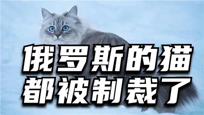 俄罗斯的猫都被制裁了，其它的制裁脸往哪儿放?