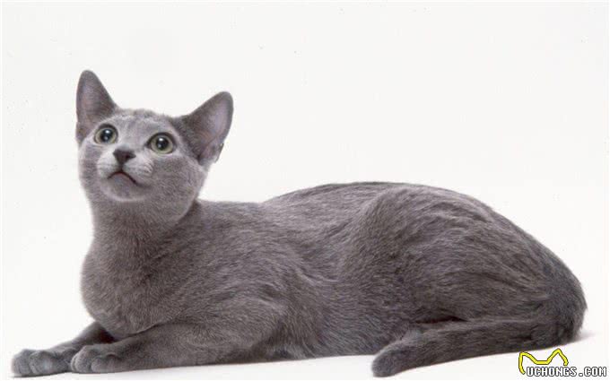 俄罗斯的猫都被制裁了，其它的制裁脸往哪儿放?