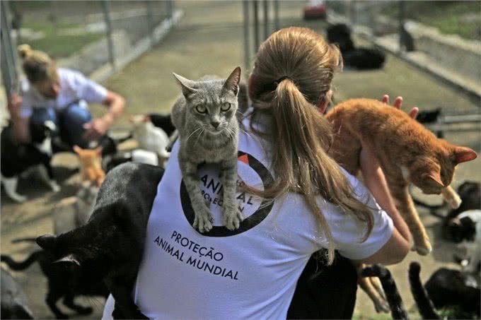 俄罗斯的猫都被制裁了，其它的制裁脸往哪儿放?